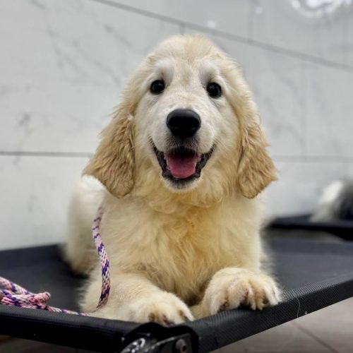 powsome-enhance Focus