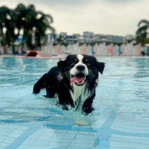 powsome-fitness&agility