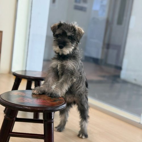 Engaging both Pawrents and Furkids